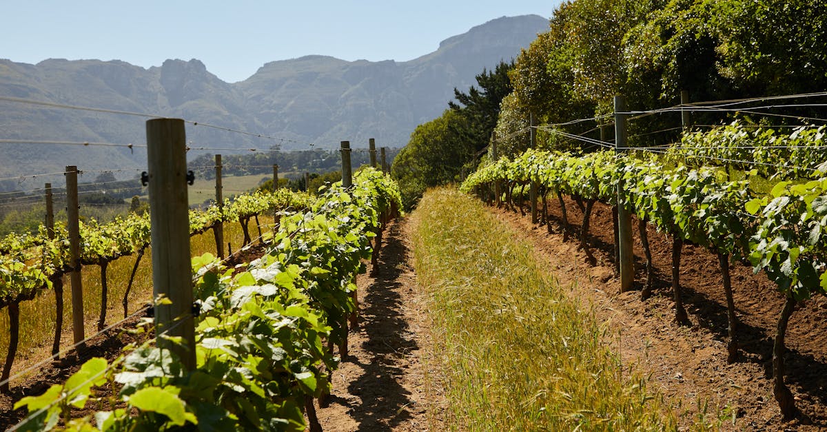 Ekonomické a sociálne dôvody ukončenia výroby vína