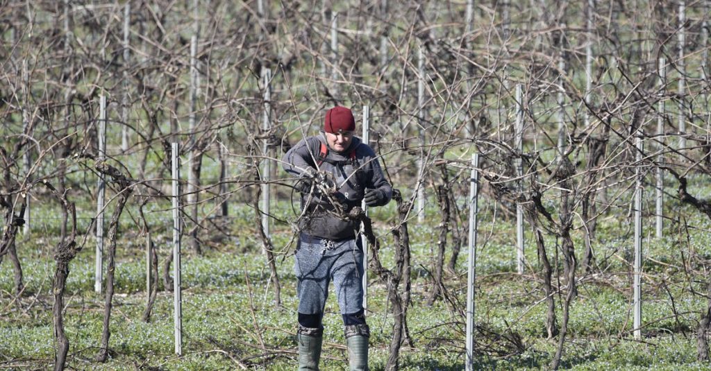découvrez l'univers passionnant des vignerons, où l'art de la vinification prend vie. explorez les techniques artisanales, les cépages uniques et les terroirs d'exception qui donnent naissance à des vins d'exception. laissez-vous séduire par la passion et le savoir-faire de ces maîtres du vin.