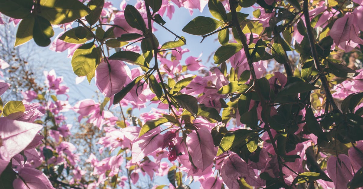 Entdecken Sie die Côtes de Gascogne, ein Weinbaugebiet im Südwesten Frankreichs, das für seine frischen und fruchtigen Weine bekannt ist. Perfekt als Begleiter zu Ihren Mahlzeiten oder Aperitifs – entdecken Sie die Authentizität dieses einzigartigen Terroirs.
