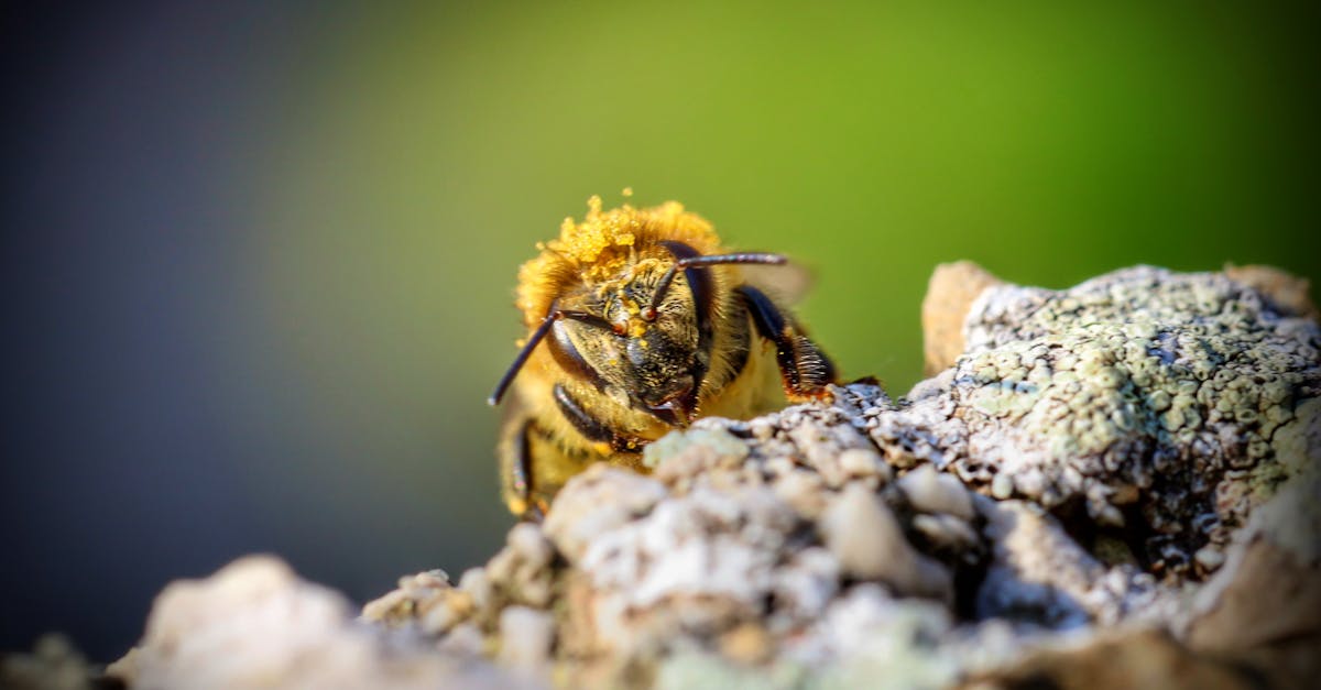 découvrez l'alliance parfaite entre la musique rock et le vin. rock & wine propose des articles, conseils et événements pour les passionnés de bons vins et de rock authentique.