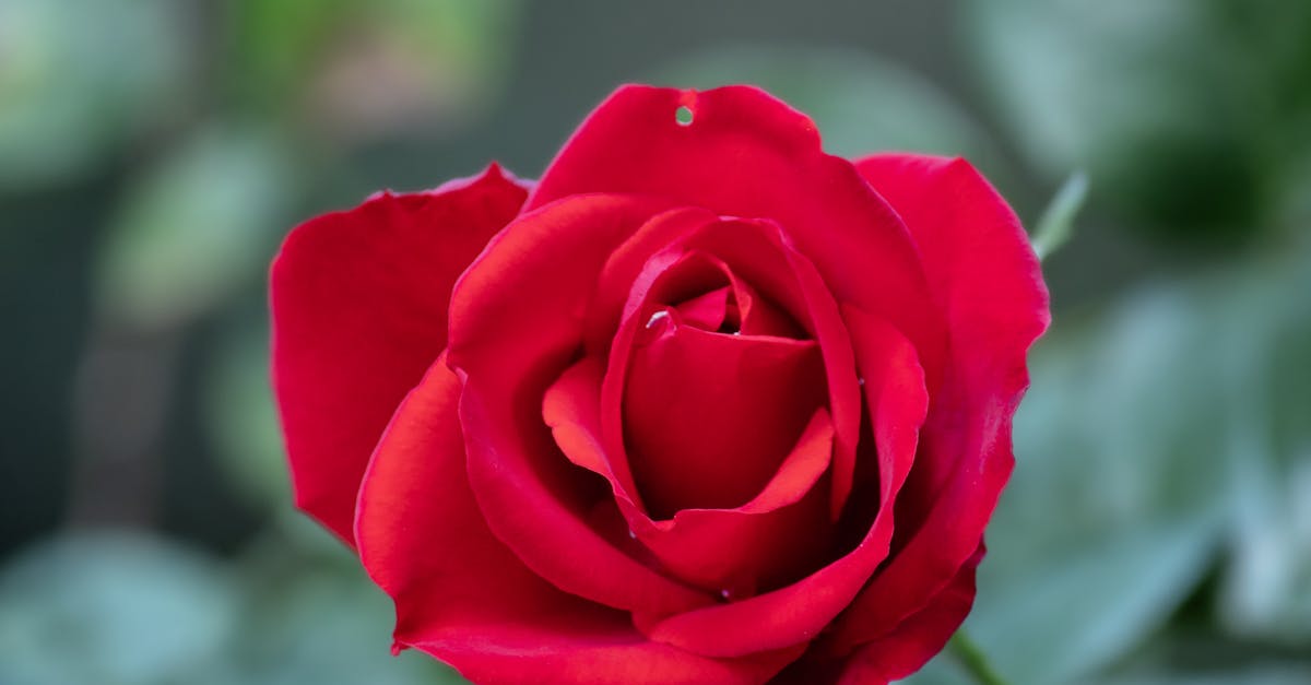 bao gồm nhiều giống nho, chẳng hạn như Grenache, Cinsault và Syrah, mỗi loại đều mang đến hương thơm đặc trưng riêng. Sản xuất thủ công, thường ưu tiên quá trình ngâm ủ ngắn và ủ chính xác, đạt được sự hài hòa giữa độ tươi và cấu trúc. Theo thời gian, đặc tính của những loại rượu vang này đã được làm giàu thêm với những sắc thái địa lý và hương vị, hòa quyện hương vị trái cây, hương hoa và khoáng chất đặc trưng của vùng đất đá vôi hoặc đá granit. Với sự mở rộng gần đây của các nhãn hiệu như