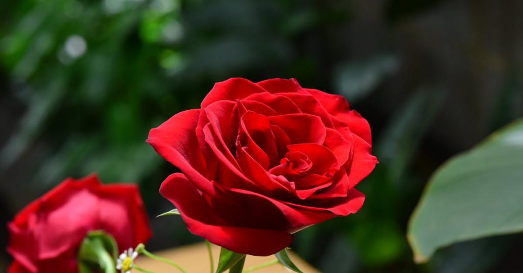 découvrez le vin rosé : ses arômes fruités, sa fraîcheur et ses accords parfaits pour l’été. conseils, styles et astuces pour bien choisir et apprécier un rosé.