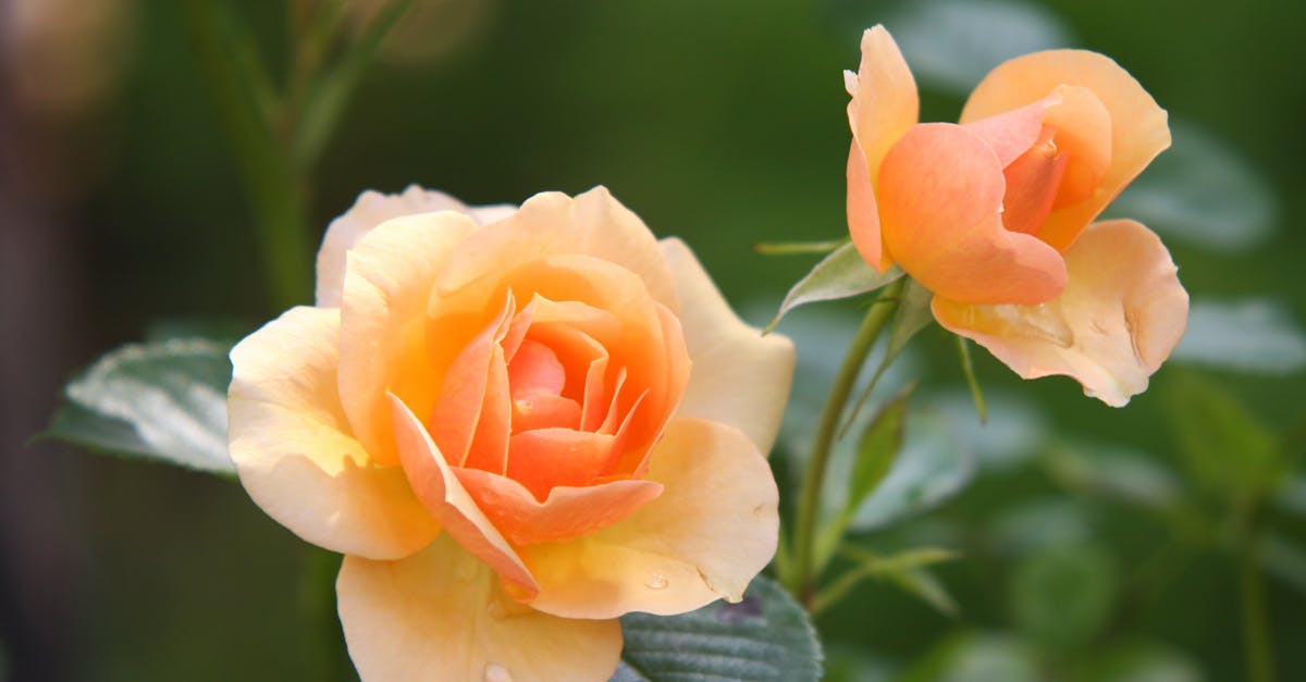 descoperă totul despre vinul rosé: caracteristicile sale, metodele sale de producție, cele mai bune combinații mâncăruri și vinuri și sfaturile noastre pentru a-l degusta proaspăt și a te bucura pe deplin de aroma sa ușoară și fructată.