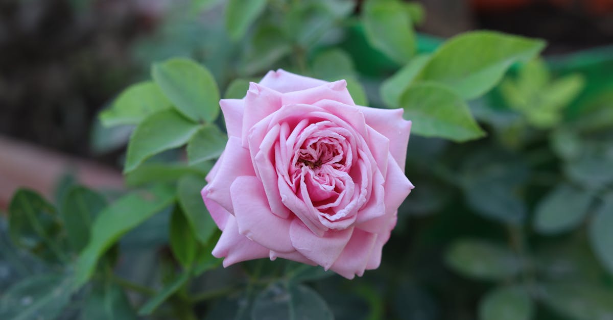 O sucesso do Saumur Rosé também advém da expertise excepcional de algumas vinícolas históricas.