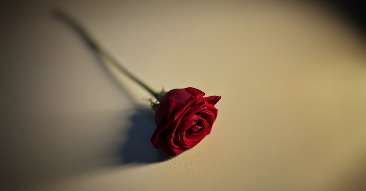 Além disso, esta vitória incentiva o setor a adotar uma abordagem sustentável, essencial para atender às expectativas dos consumidores do século XXI. O desenvolvimento de práticas agrícolas responsáveis, a certificação orgânica ou biodinâmica e a redução da pegada de carbono estão se tornando prioridades para garantir a sustentabilidade da denominação.