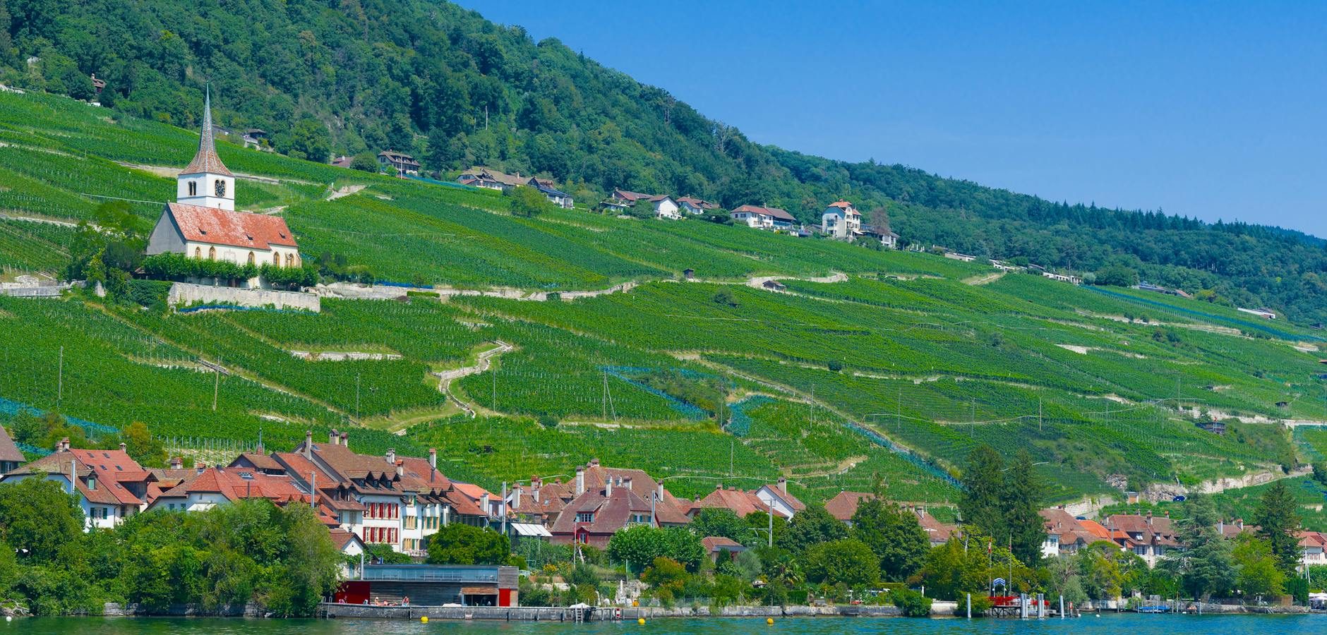 Vin de Paille Jura : Guide d'Achat Complet et Investissement